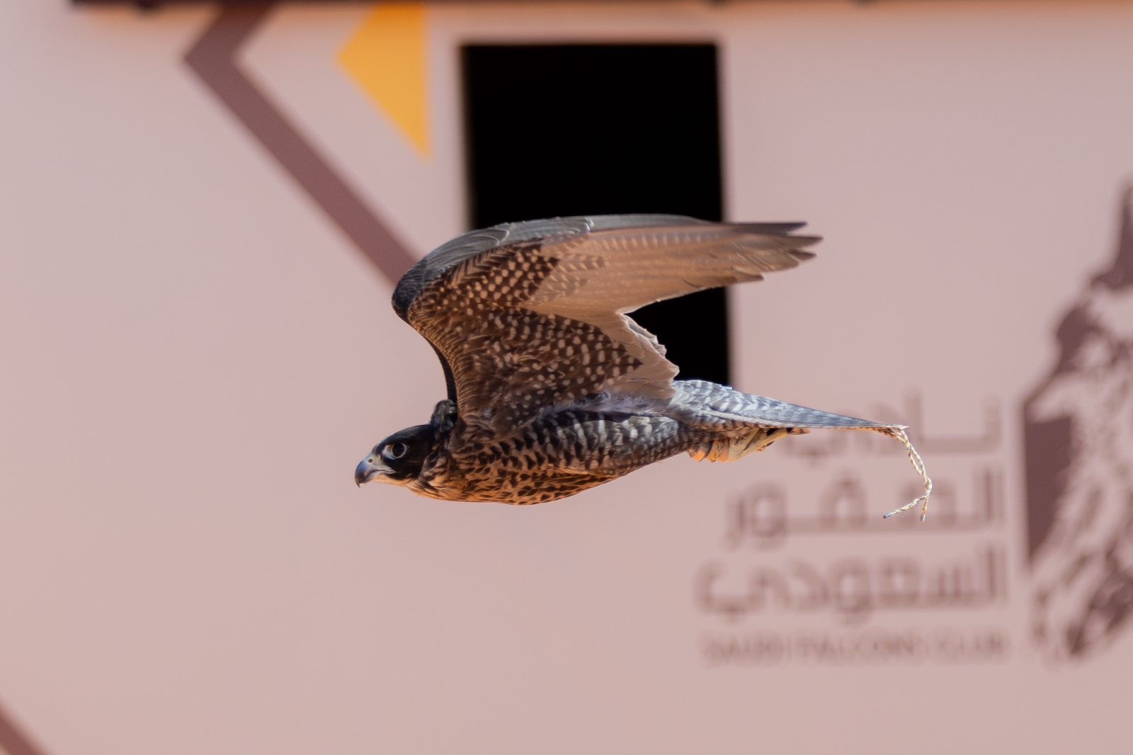 news-details-image