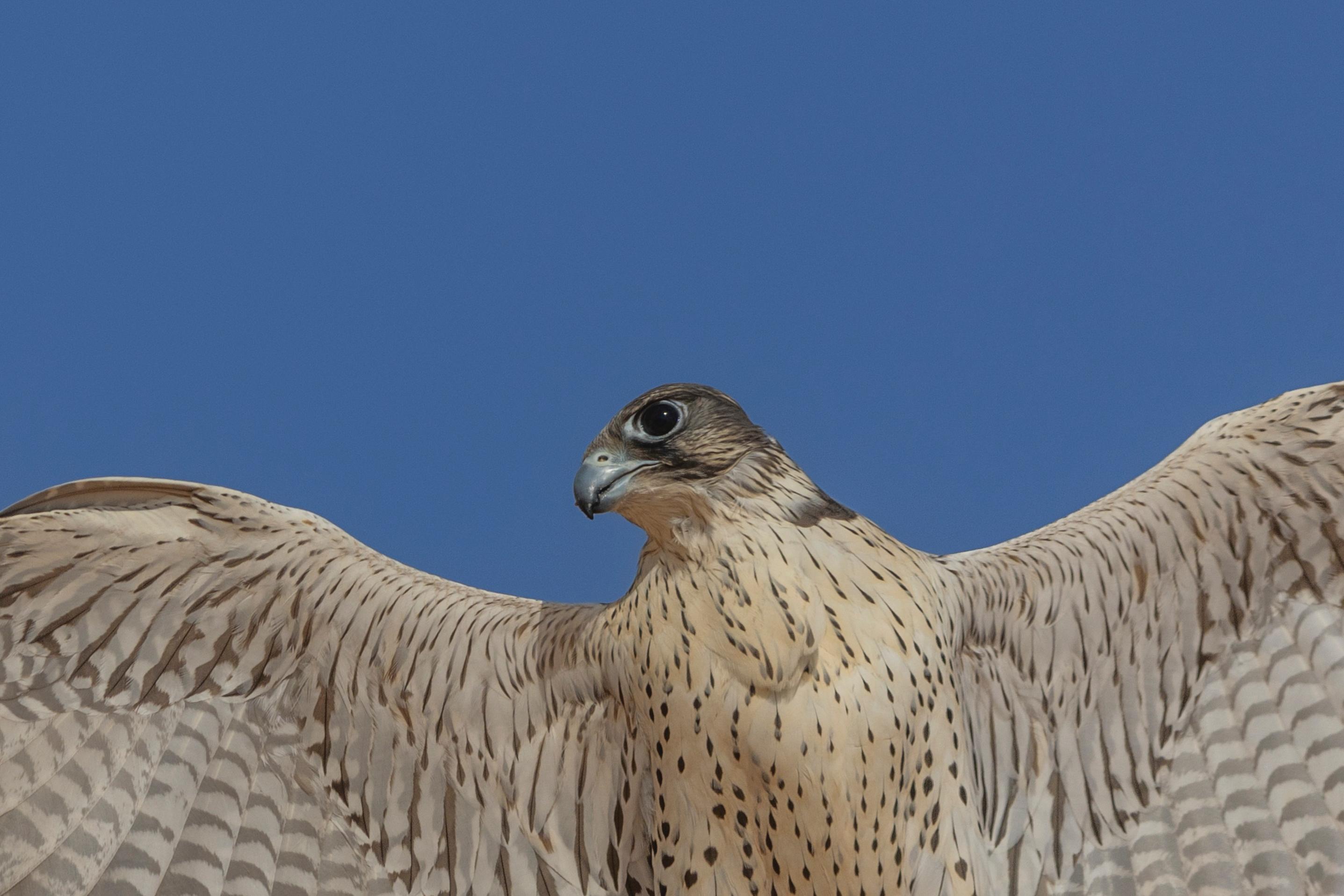 news-details-image