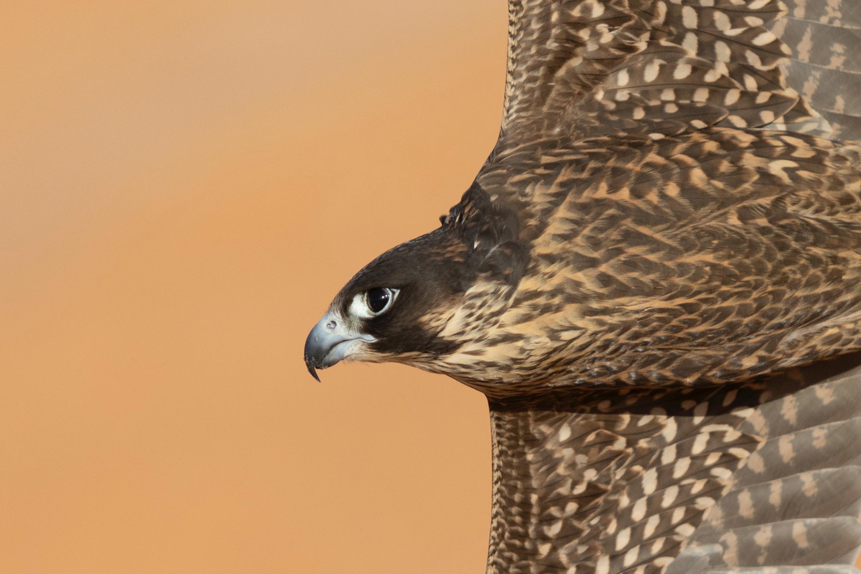 news-details-image