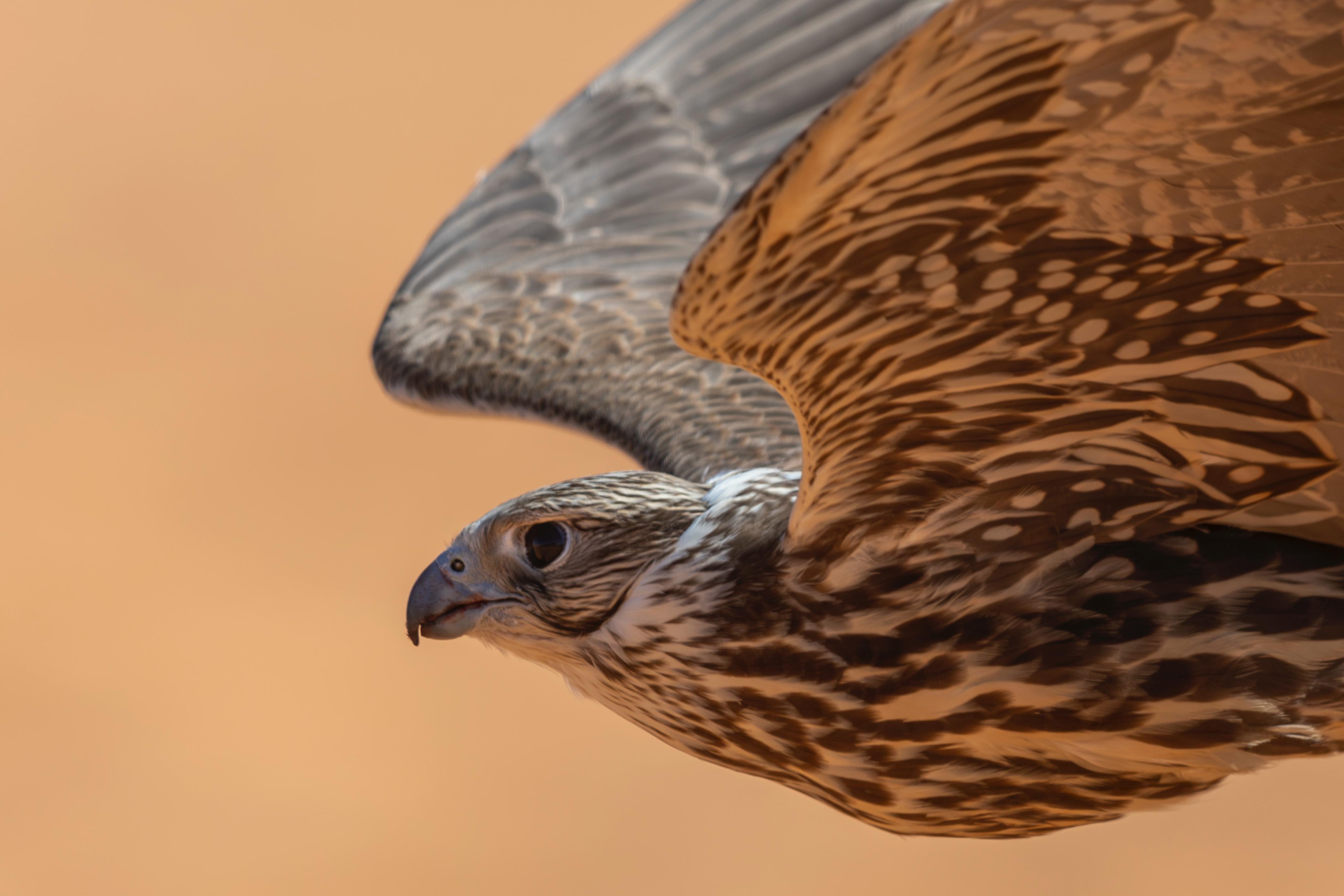 news-details-image