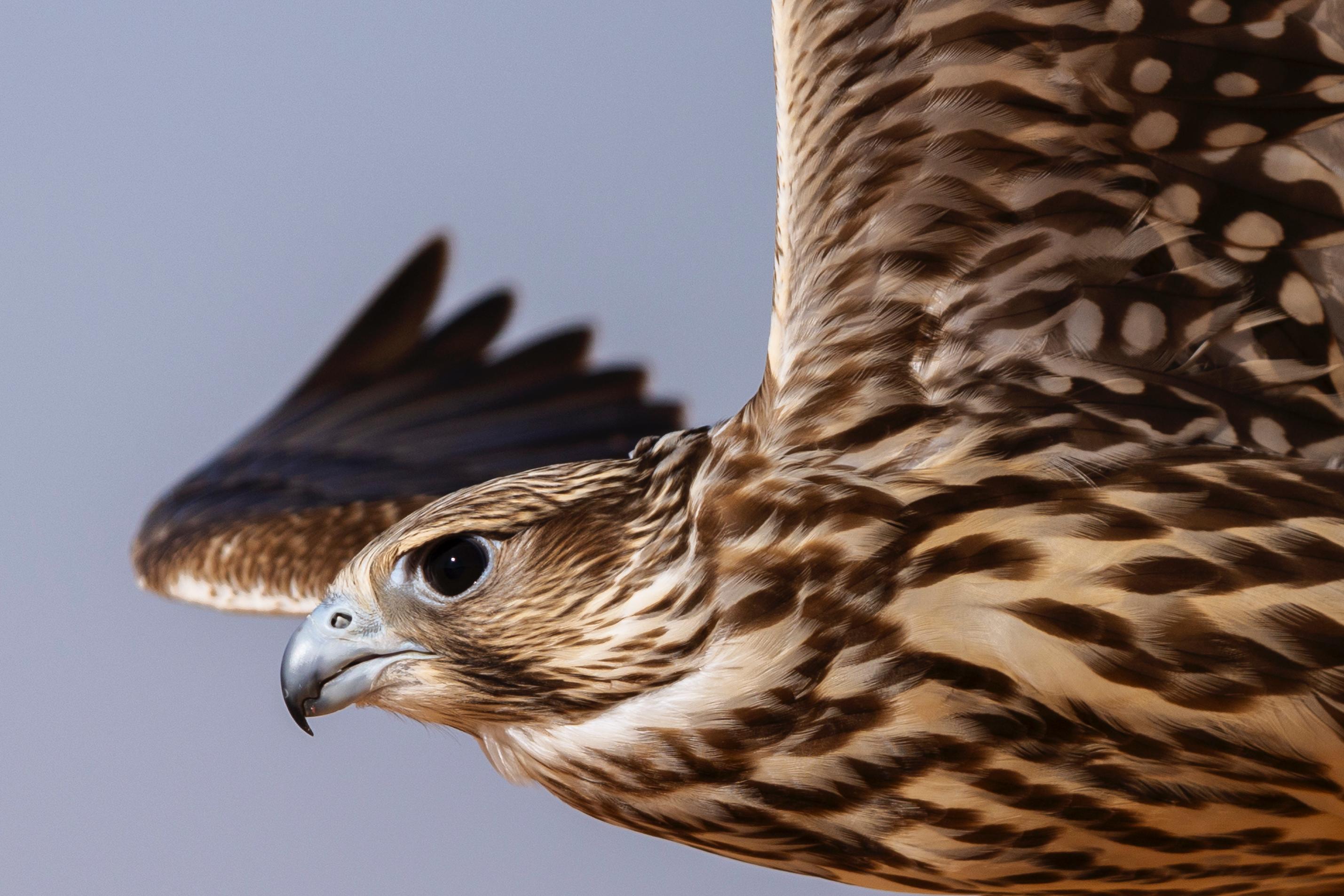 news-details-image