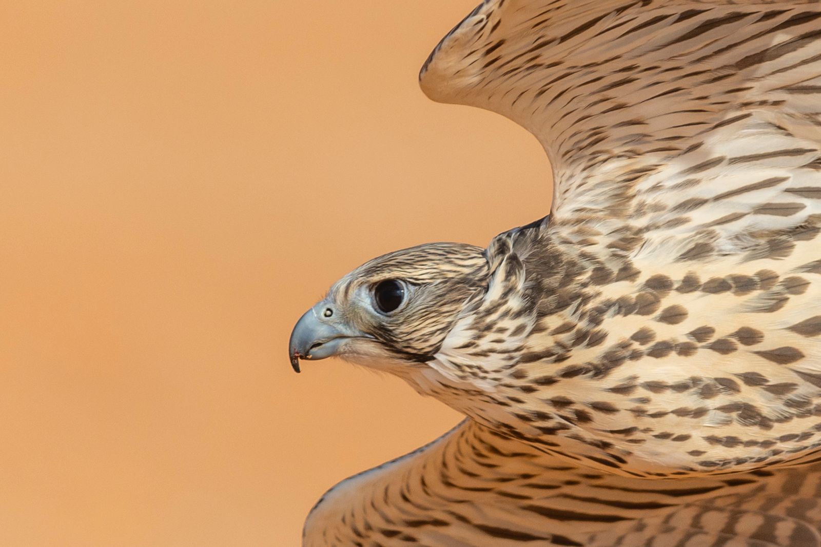 news-details-image
